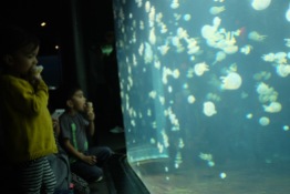 I was not the only fan of the jellyfish